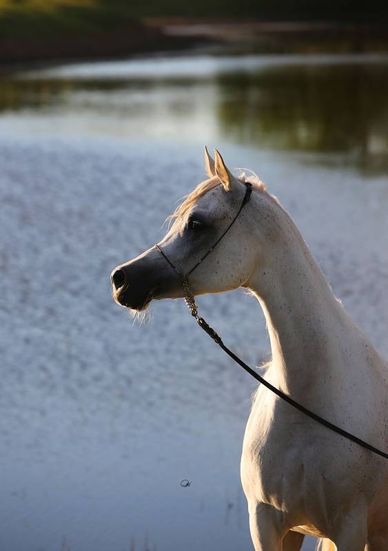 Hanaya Stud