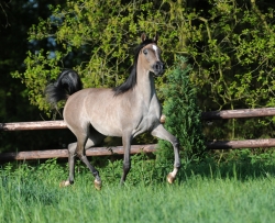 Hanaya Farfoura