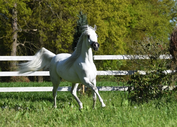 2017 Wels - Austrian National Championship
