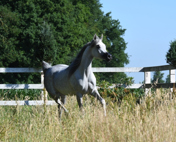 2017 Bruges Egyptian Event