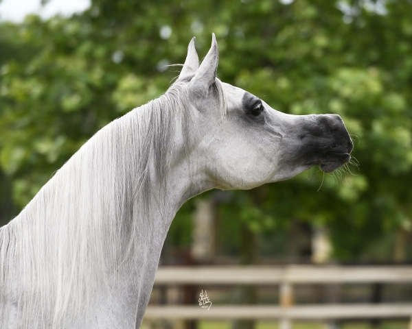 2017 US Egyptian Event