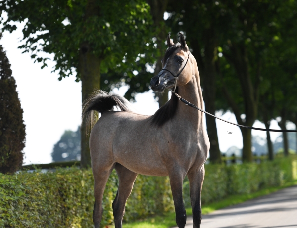 2017 Chantilly AHO World Cup