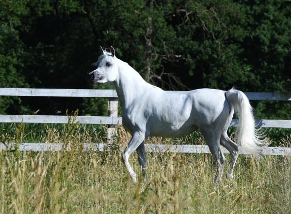 2017 Egyptian Event Europe