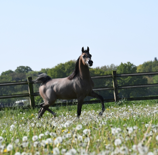HL El Ganador - Nominated for "Horse of the Year"