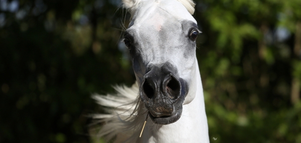 We are proud to welcome Questurat Al Fawaz