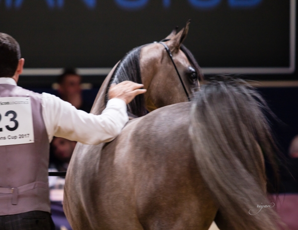 2017 All Nations Cup