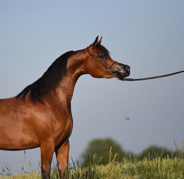 2018 Wels International Show