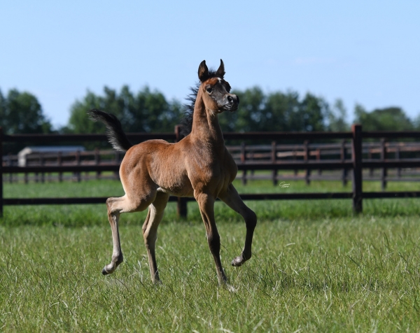 HA Valentina - A Story Of Love