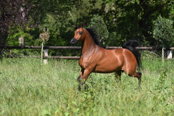 ALSA joins Hanaya Stud