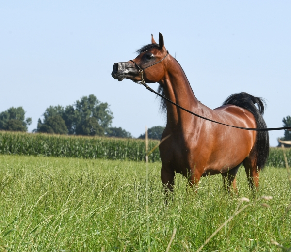 One more Polish beauty to join Hanaya Stud