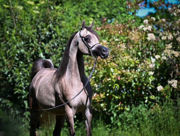 The City of Kings Show 2025