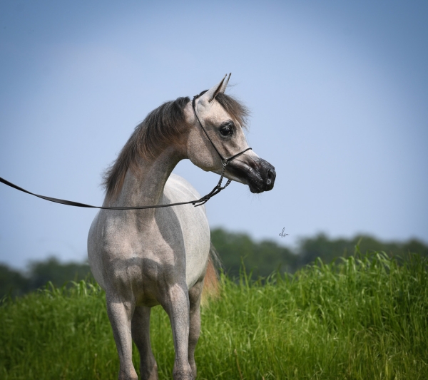 Strohen 2025 European Show