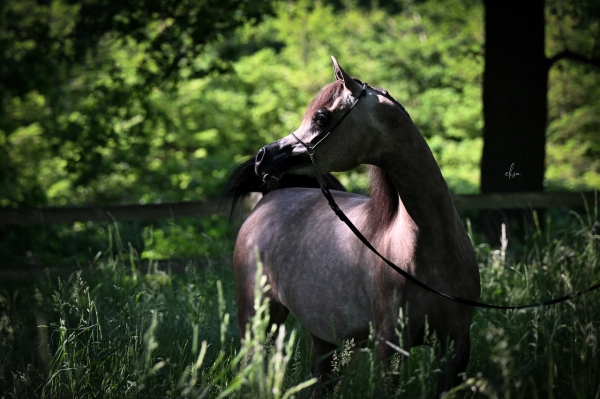 Strohen 2025 International B Show