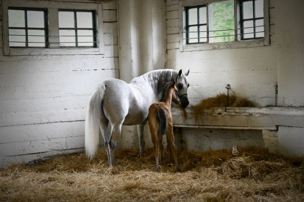 More precious jewels from Poland