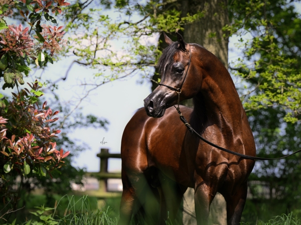 Royal Asad joins Hanaya Arabians