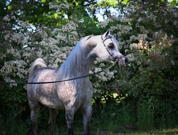 GCAT Valkenswaard 2025
