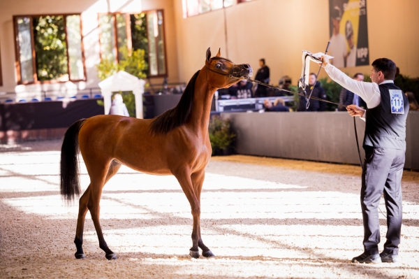 We proudly welcome Psyche Alia