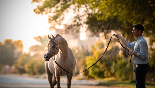 D Nafayes joins Hanaya Stud