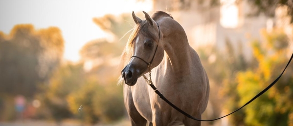 Al Shiraa International Arabian Horse Show 2026