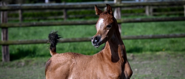 Spring has arrived... and so have the first Royal Asad foals!