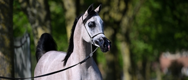 Dubai International Arabian Horse Championship 2026