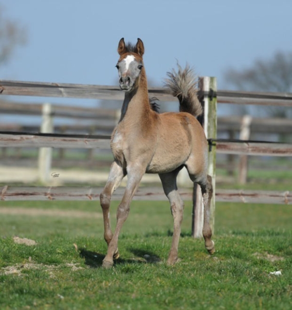 The first Kenz Albaydaa babies are born... and they are BEAUTIFUL