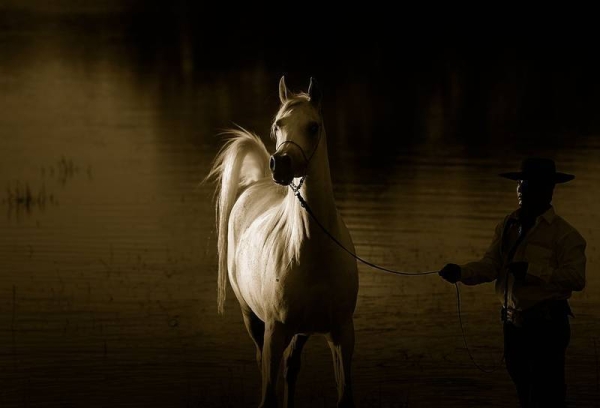 ZT Assfasikha joining Hanaya Stud