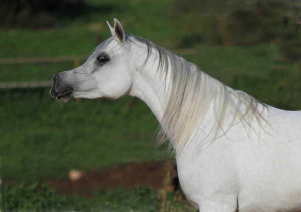 Welcome to Malikah Belle HGCA