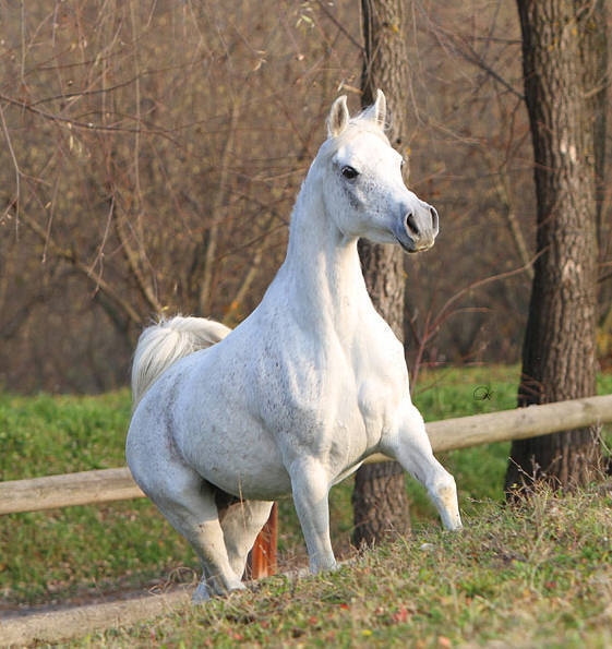 Alfabia Kamaria at Hanaya Stud
