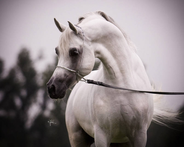 El Khaled lands in America