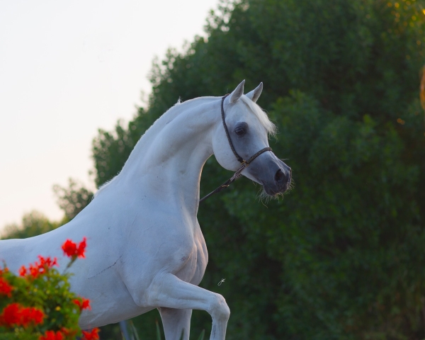 Ezz Ezzain joins Hanaya Stud