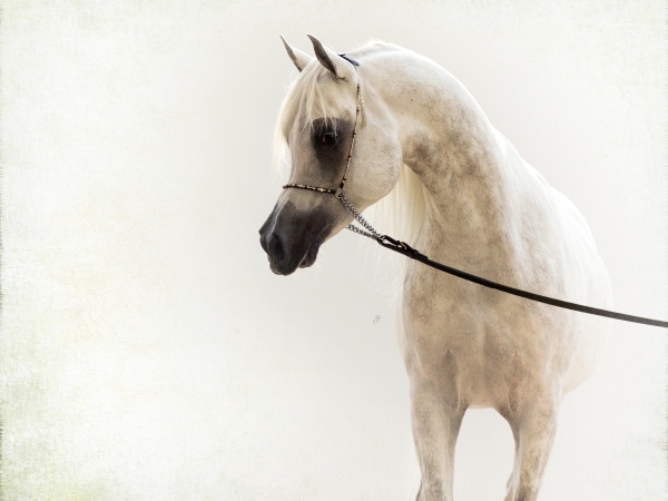 Nadeed Al Naif joins Hanaya Stud