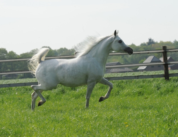 Arabica Frankfurt - Egyptian Cup