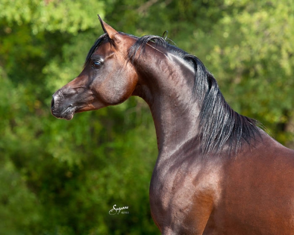 2012 Kauber Platte - Egyptian Cup