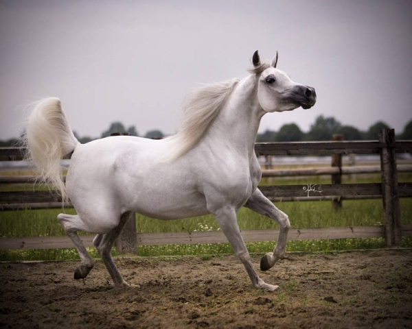 2011 International B Show Malvern, UK