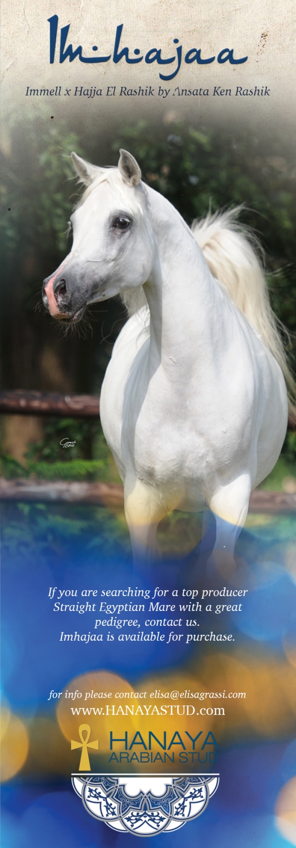 A treasured pedigree offered for sale